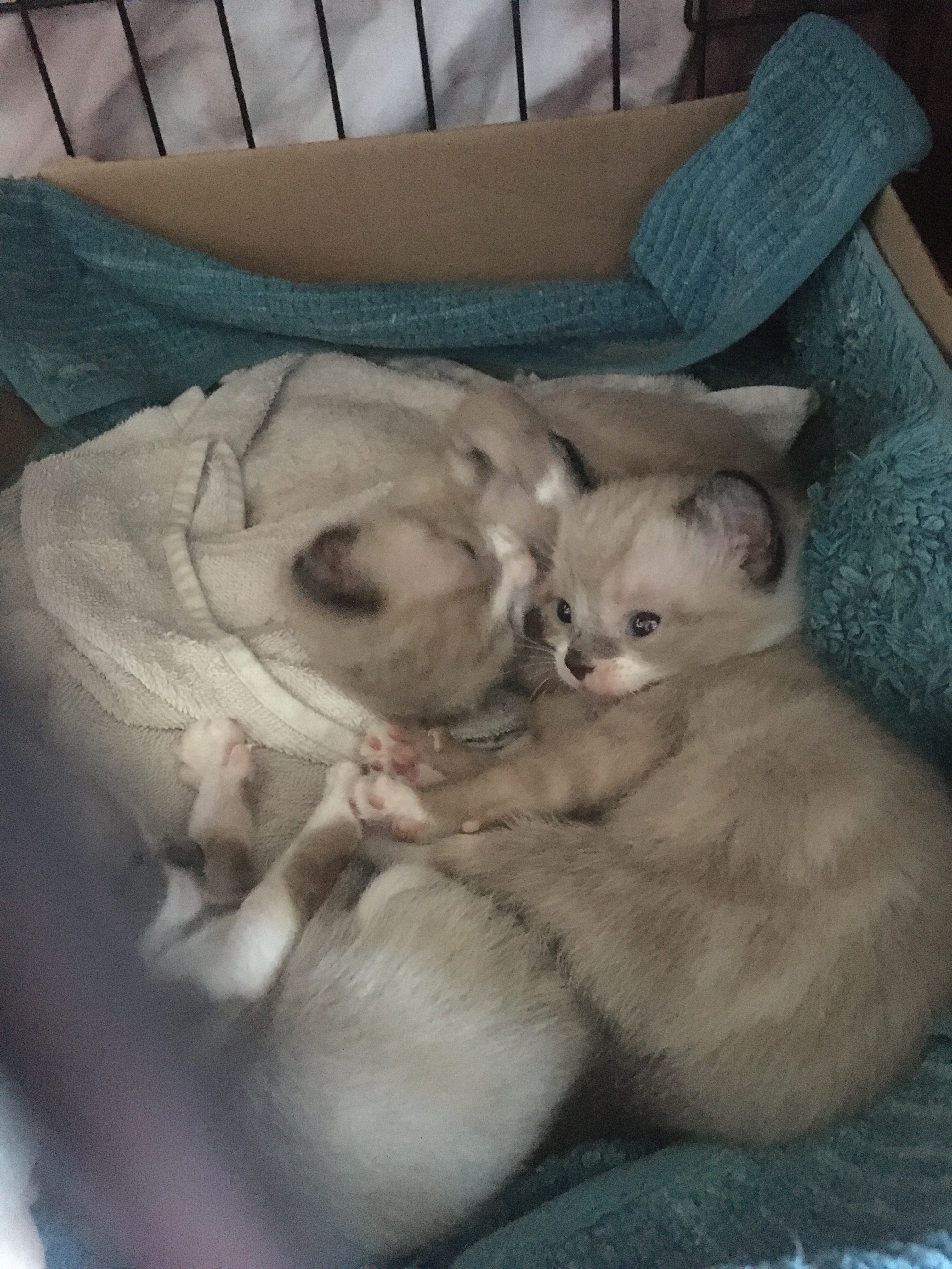 2 Snowshoe Kittens (Both Reserved)| Snowshoe for Sale Near ...