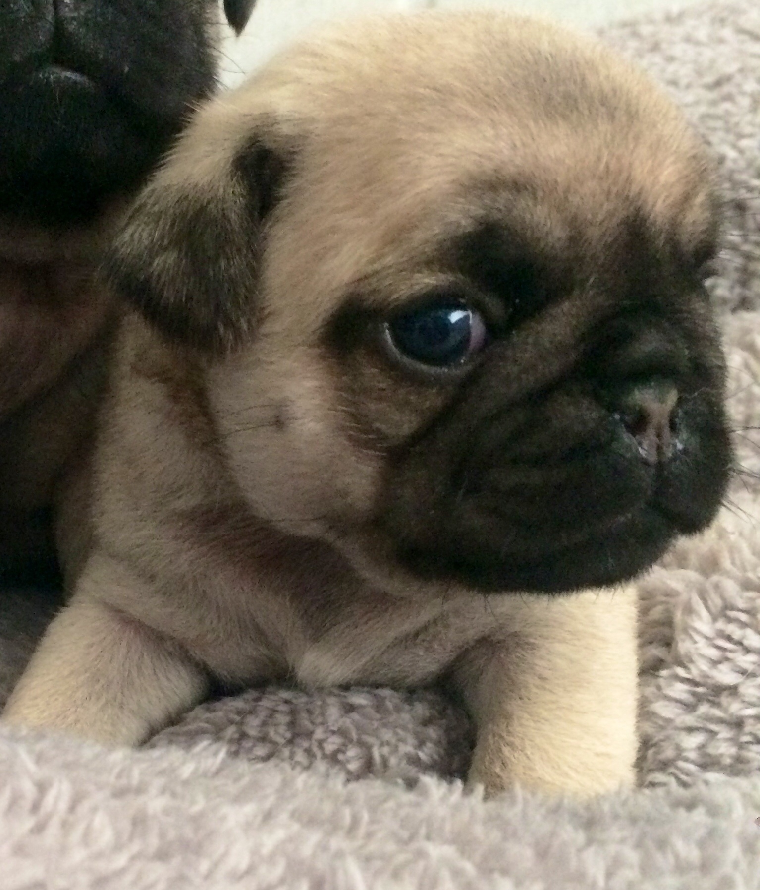 Kc Registered Pug Puppies Pug for Sale Near Me in Doncaster Mypetzilla UK