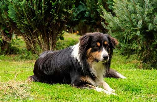 What is a pastoral sales dog