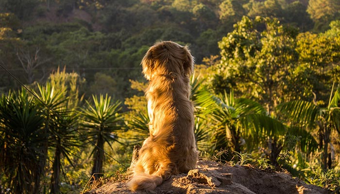 Fantastic Dog Picture Fantastic Dog Picture