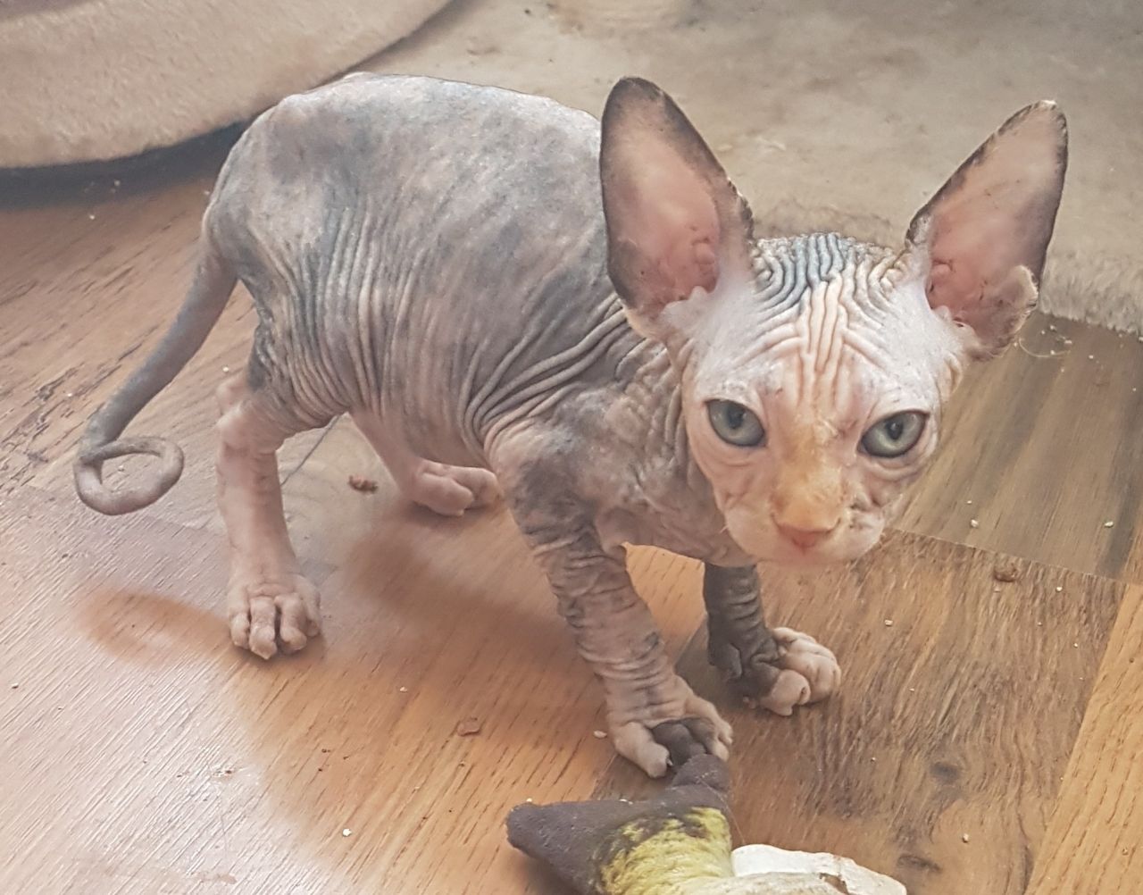 45 Top Pictures Hairless Cats For Sale Near Me / Sphynx Adoption Near Me Online - oneebeeohfive