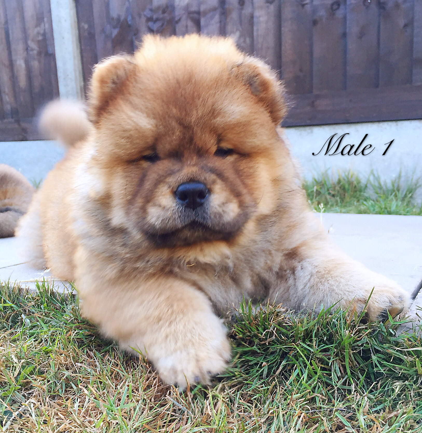 Kc register chow chow puppy Chow Chow for Sale Near Me