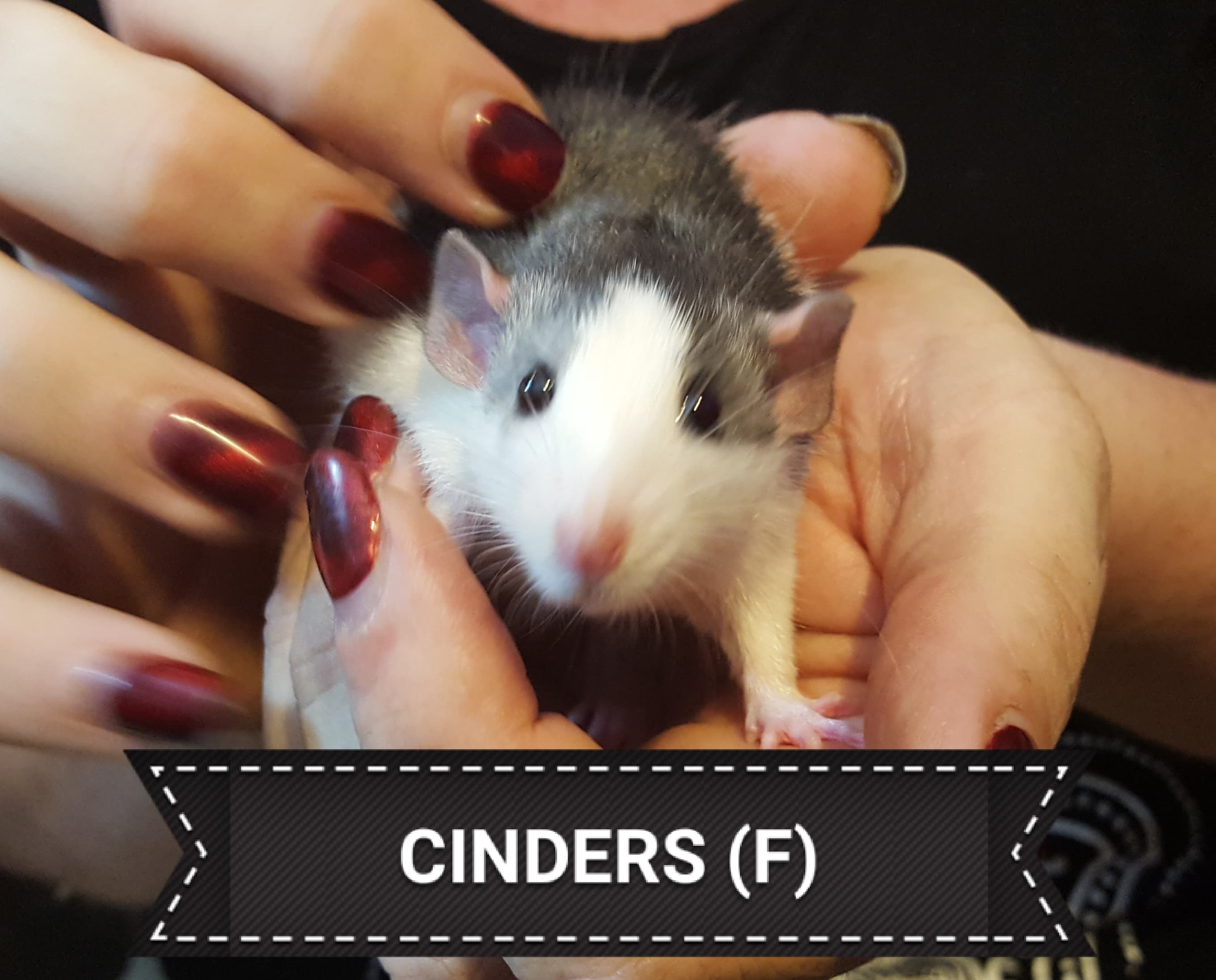 Female Snub nose Fancy Rats for sale. Rat for Sale Near Me in Leeds