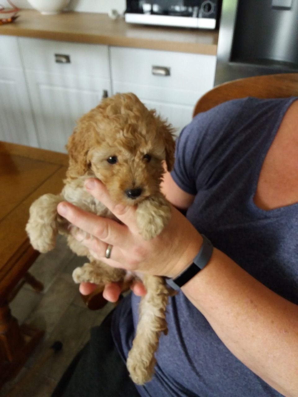 poodle puppies for sale