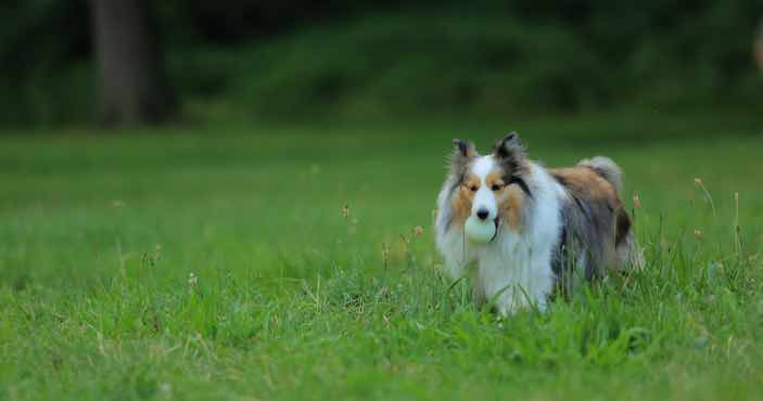 Dog Retrieving Ball