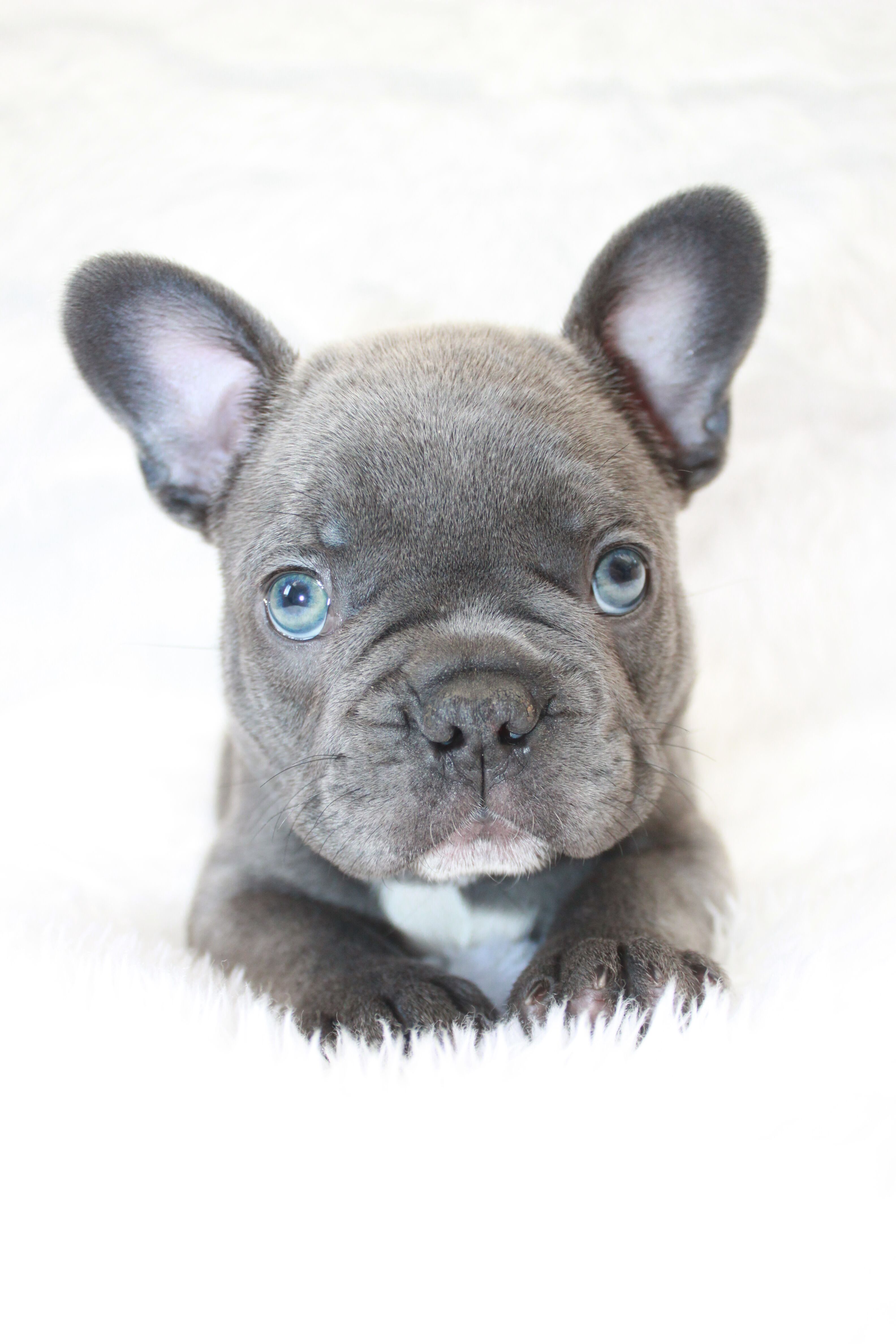 Blue Brindle and Lilac Puppies For Sale French