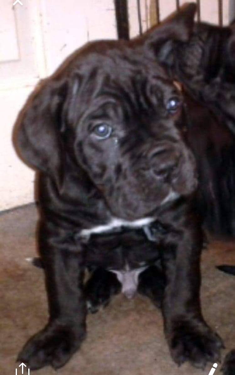Cane corso puppies for sale Cane Corso for Sale Near Me in London