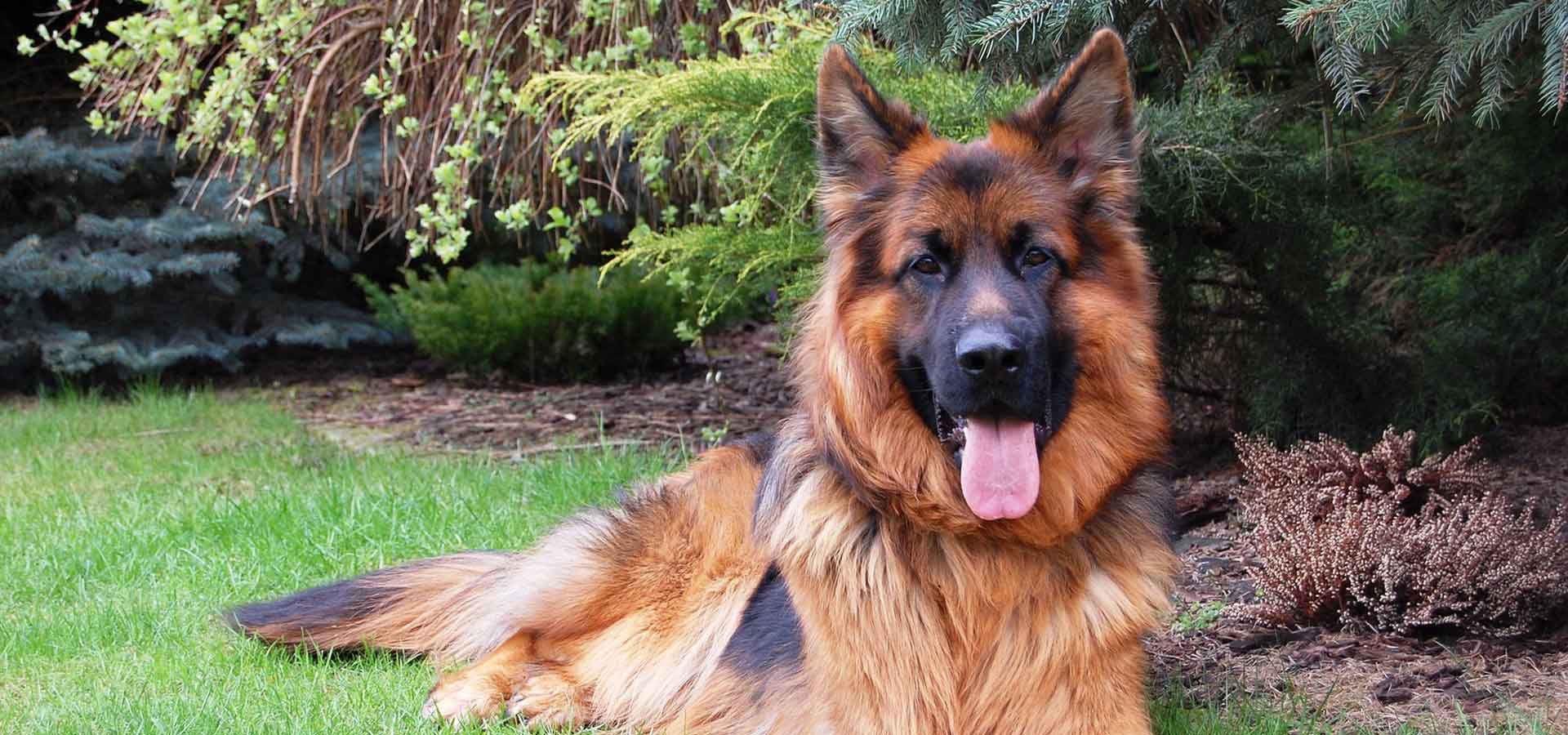 Large Dog Breeds