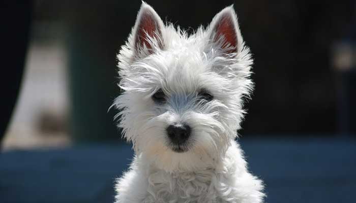 Terrier Dog at Crufts