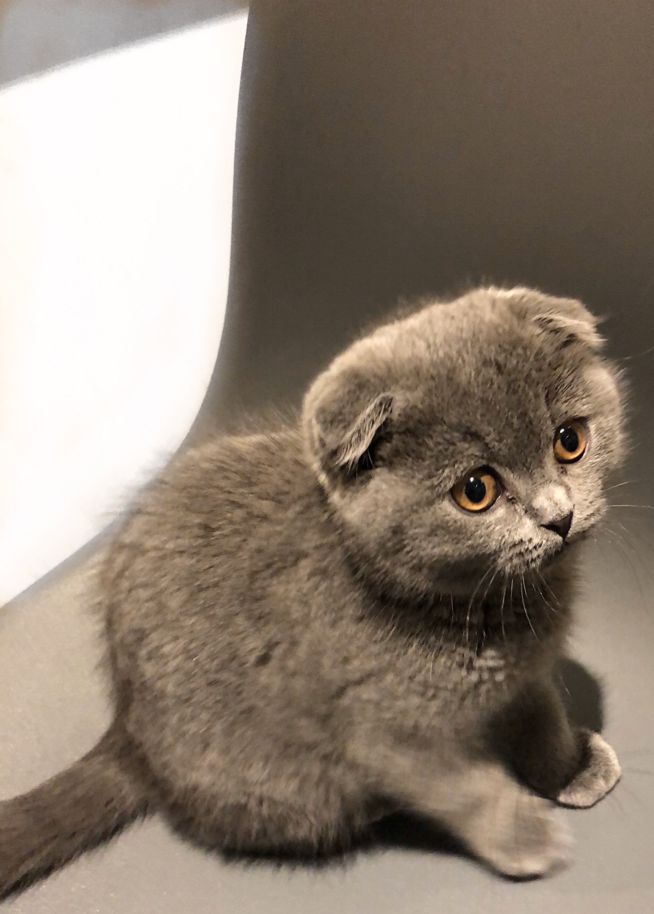 Male Blue Scottish Fold Kitten| Scottish Fold for Sale Near Me in York