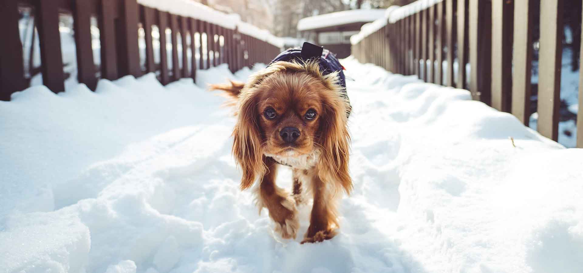 How cold is too cold to take my dog outside? Mypetzilla