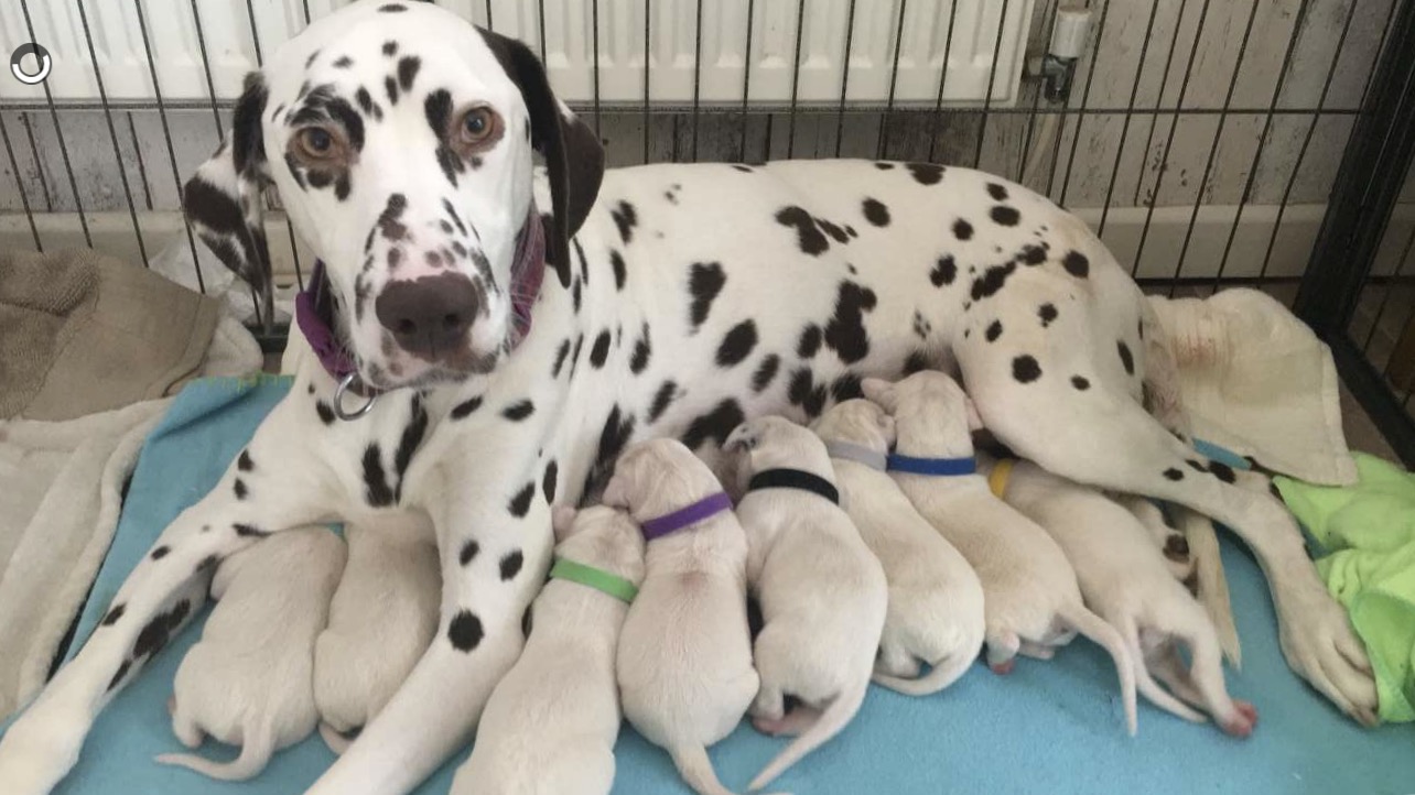 Kc reg dalmation puppies Dalmatian for Sale Near Me in Aberdare