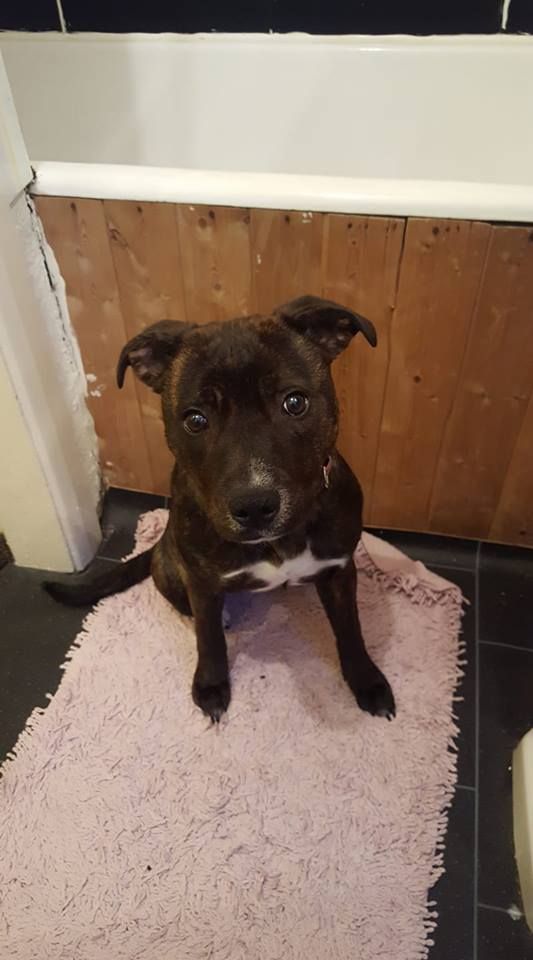 female 10 month old staffy Staffordshire Bull Terrier