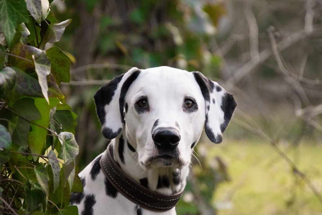 Dalmatian | Dog Breeds Facts, Advice & Pictures | Mypetzilla UK