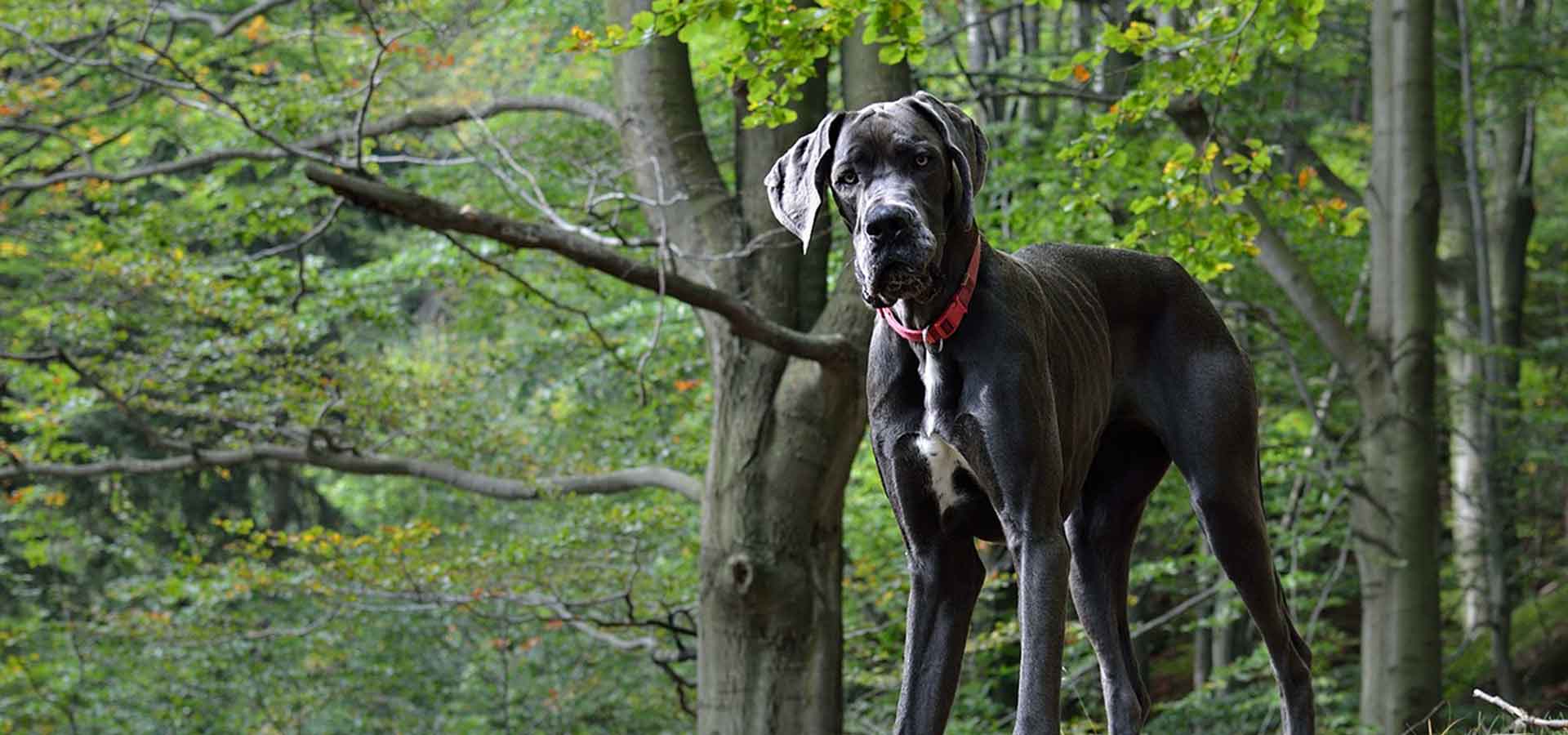 Giant Dog Breeds