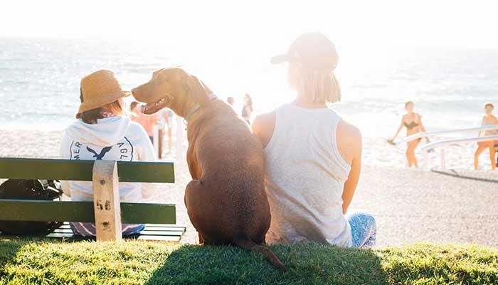 Dog at the beach