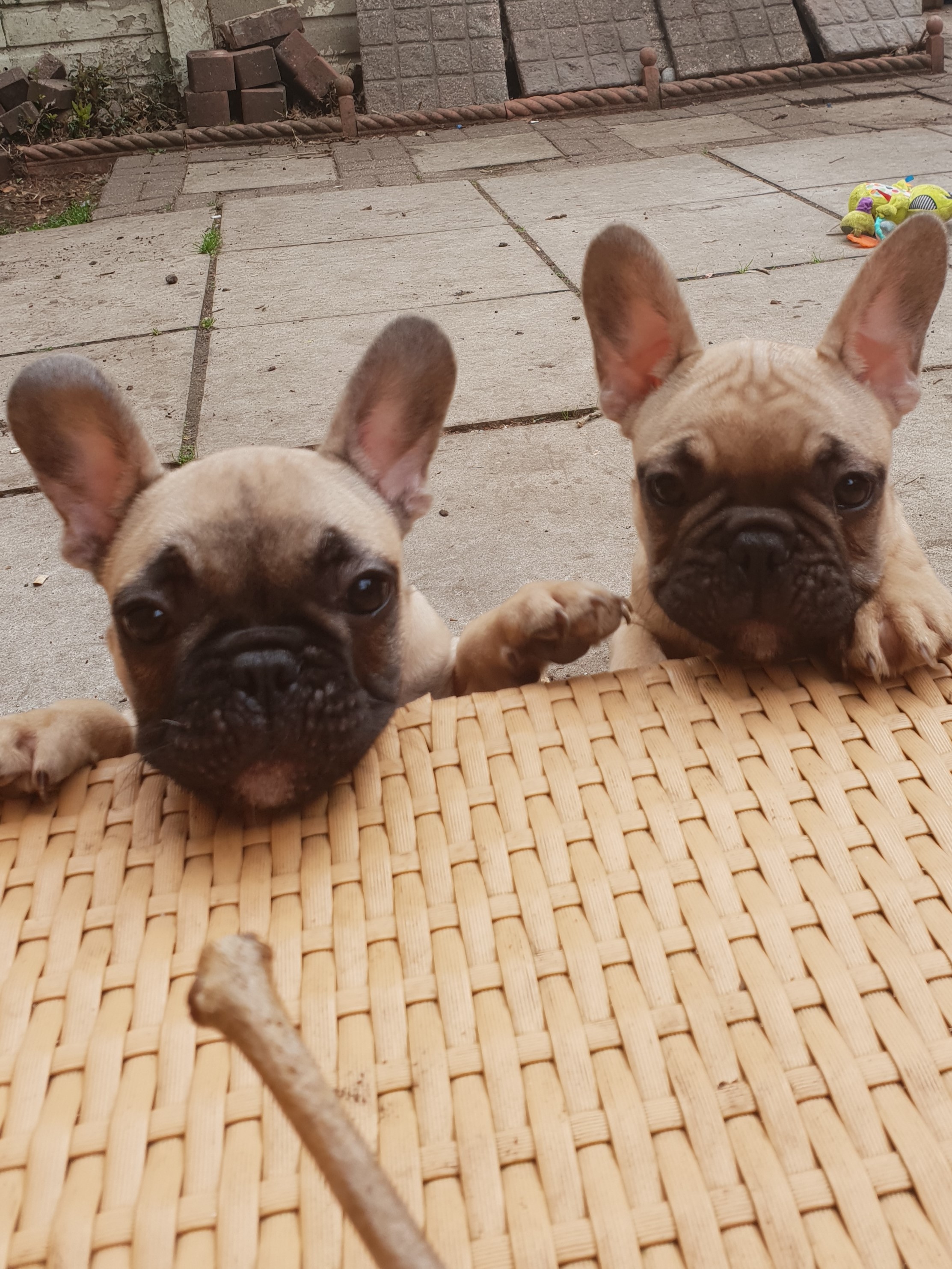 Top Quality **** Chocolate Fawn Triple Carrier French Bulldog Males