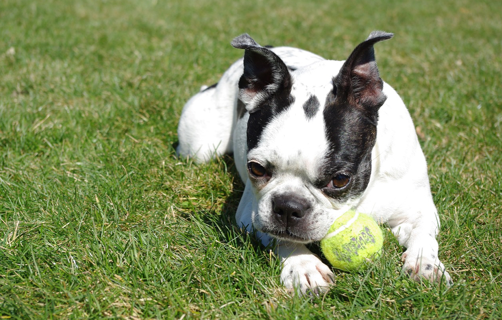 Boston Terrier | Dog Breeds Facts, Advice & Pictures | Mypetzilla UK