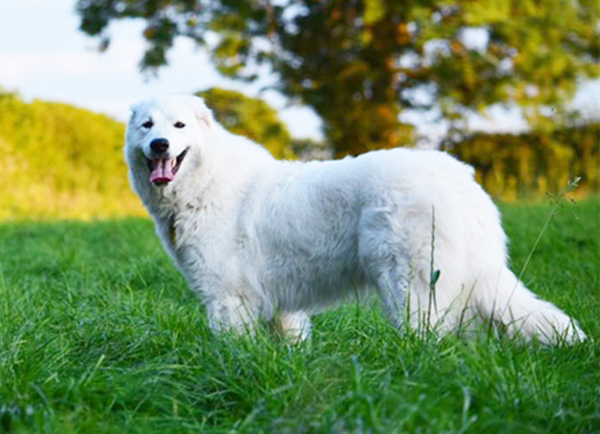 Maremma Sheepdog | Dog Breeds Facts, Advice & Pictures | Mypetzilla UK