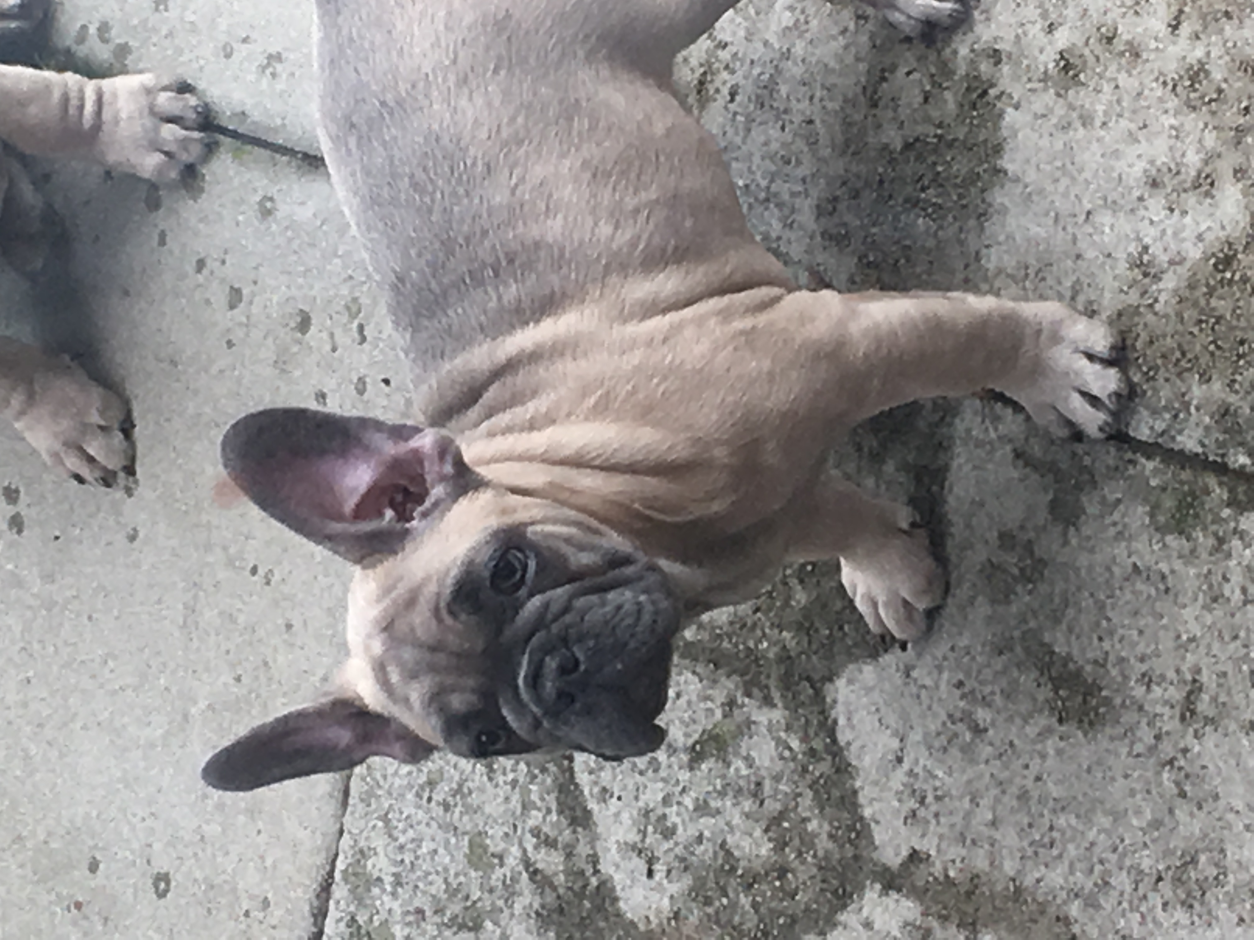 Beautiful KC registered female French bulldogs French