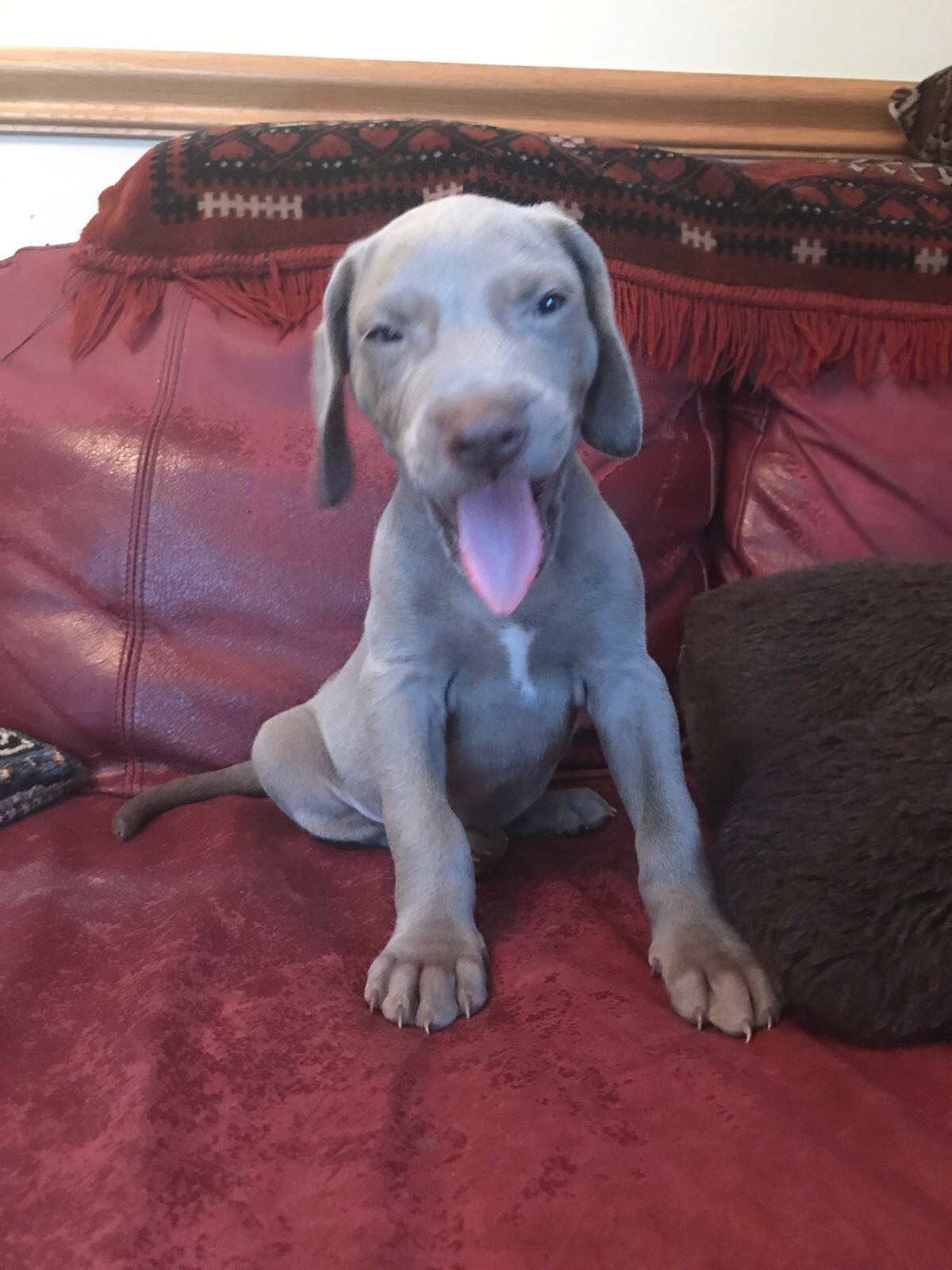 Weimaraner puppies Weimaraner for Sale Near Me in Gwent