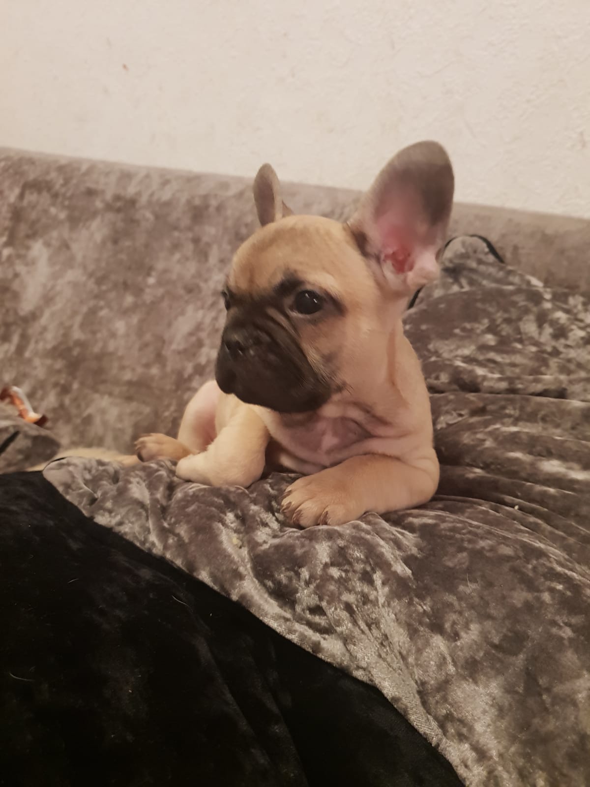 Fawn carrying lilac n tan pup for sale French Bulldog for