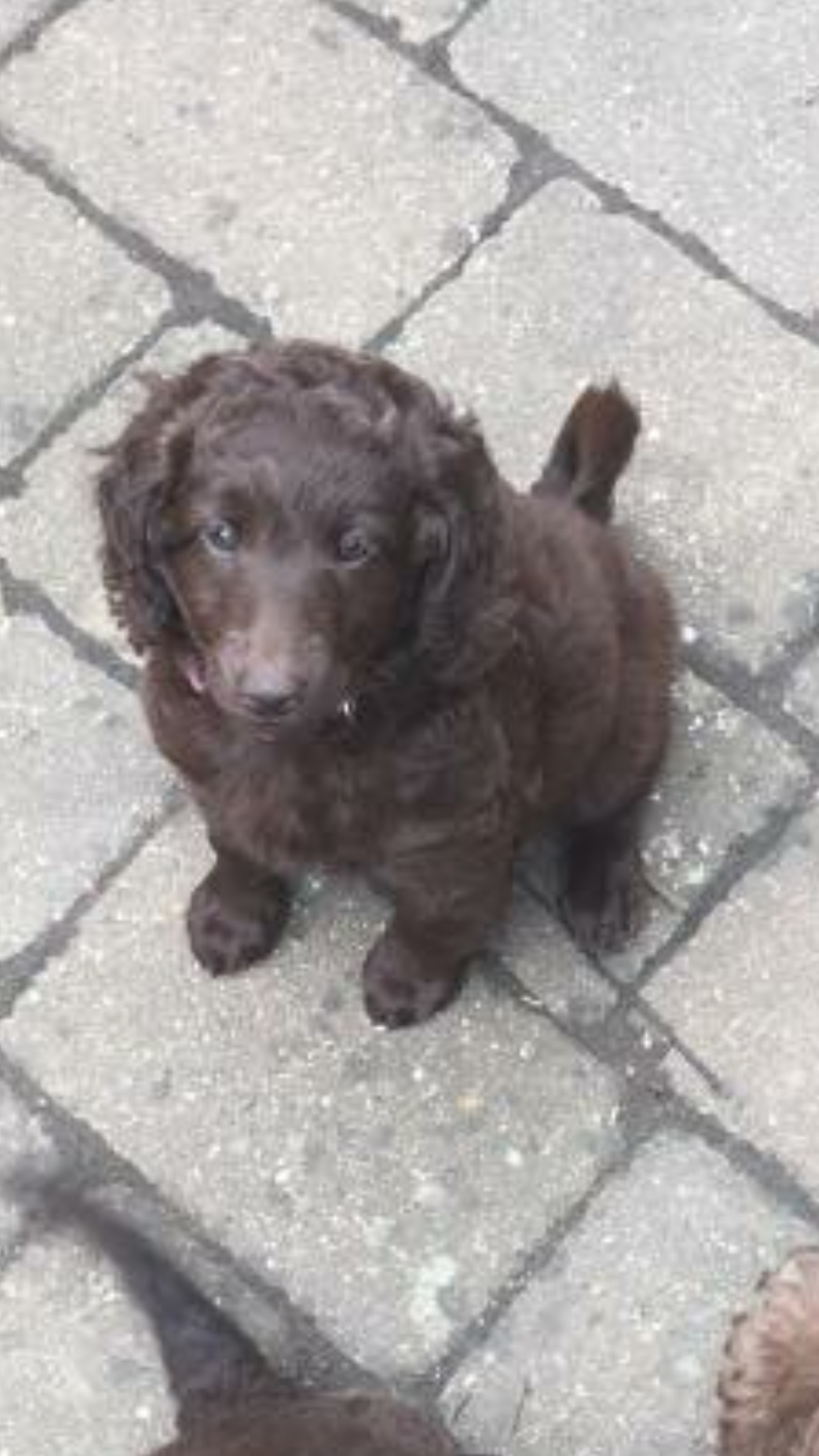 Chocolate Labradoodle puppies Labradoodle for Sale Near Me in County