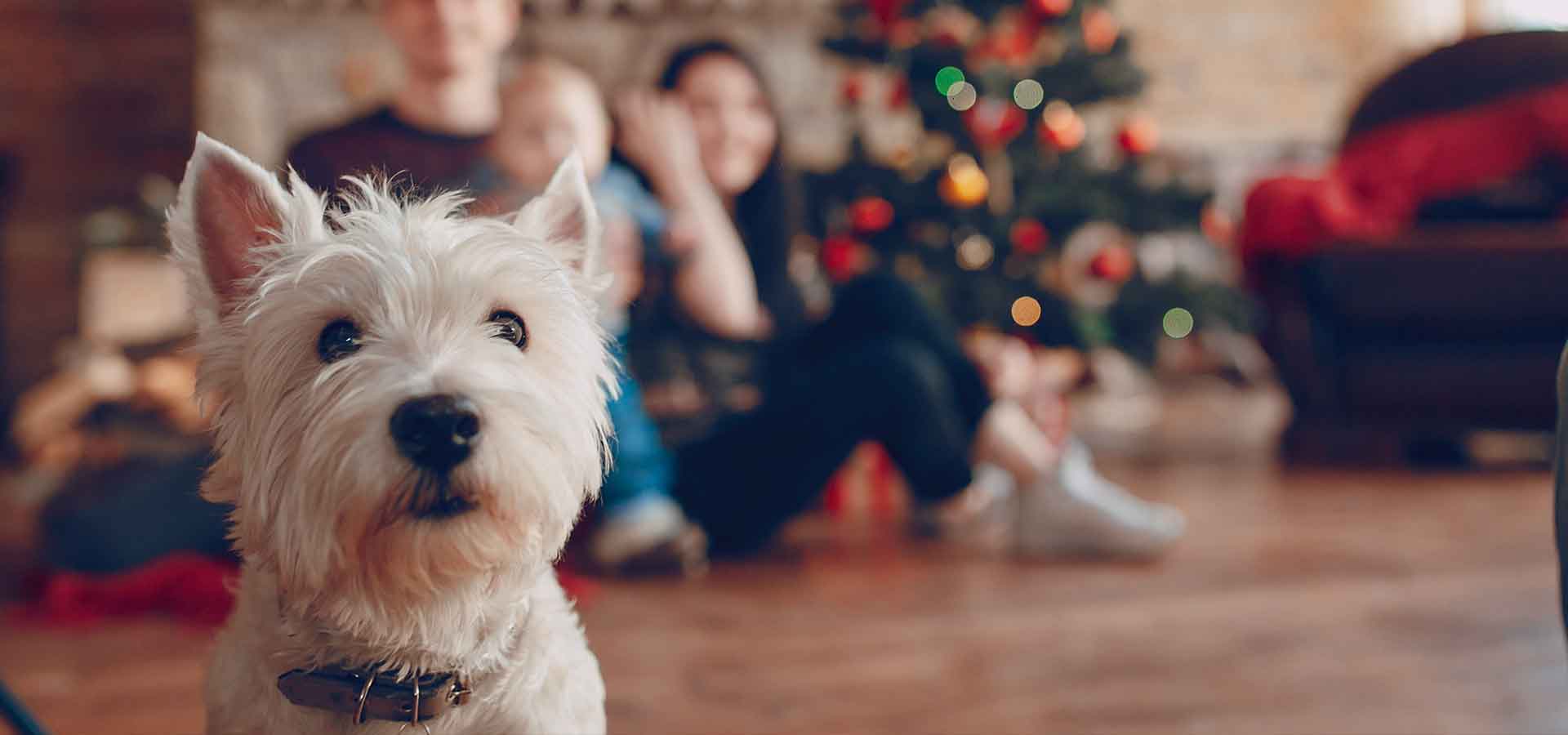Ten Top Gifts For Pets This Christmas