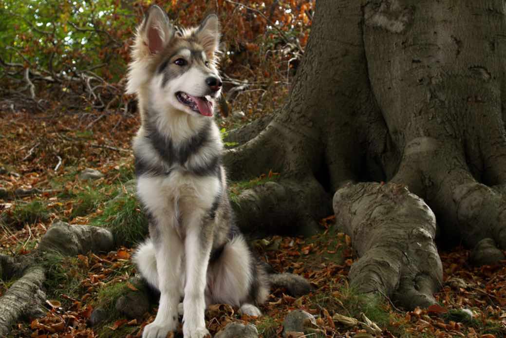 Northern Inuit Dog Breeds Facts Advice Pictures Mypetzilla Uk