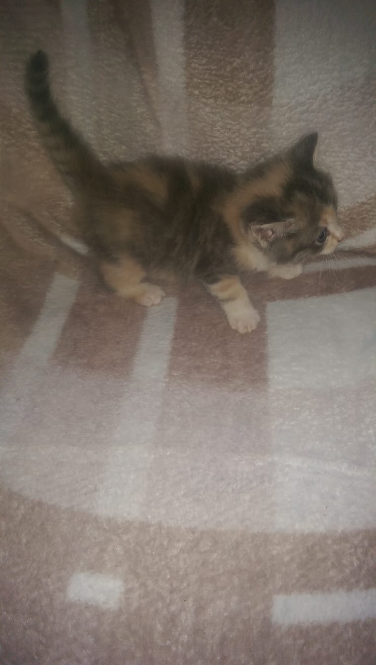 Adorable Ragdoll cross kittens for sale Ragdoll for Sale Near Me in