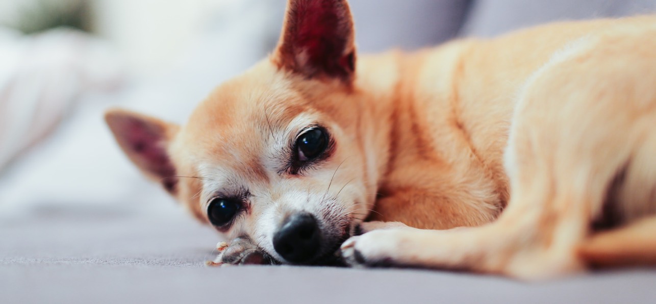 Ways to care for a senior dog