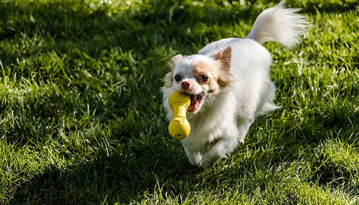 Dog Playing