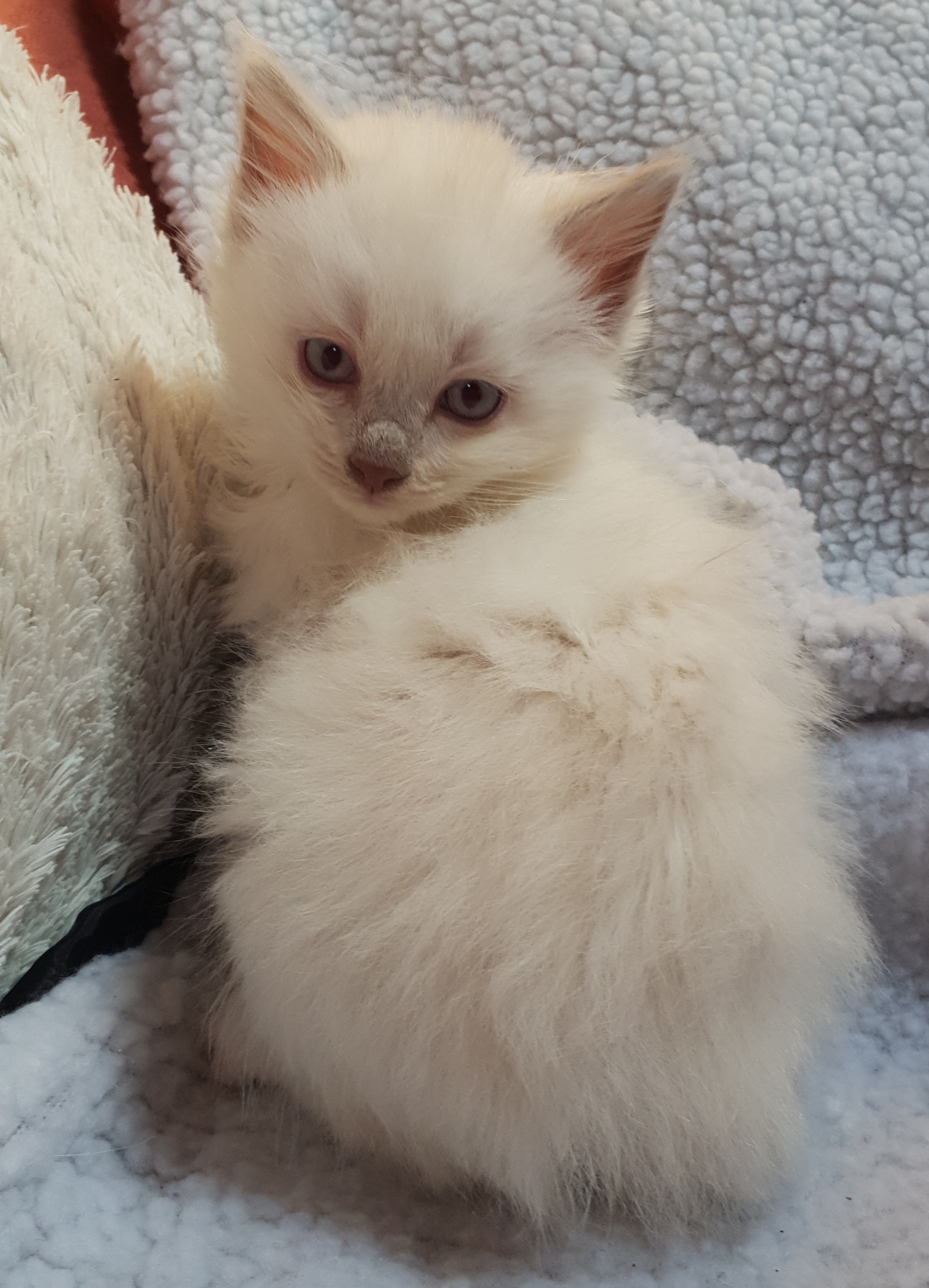 TICA Registered Ragdoll Kittens Ready From July Ragdoll for Sale Near
