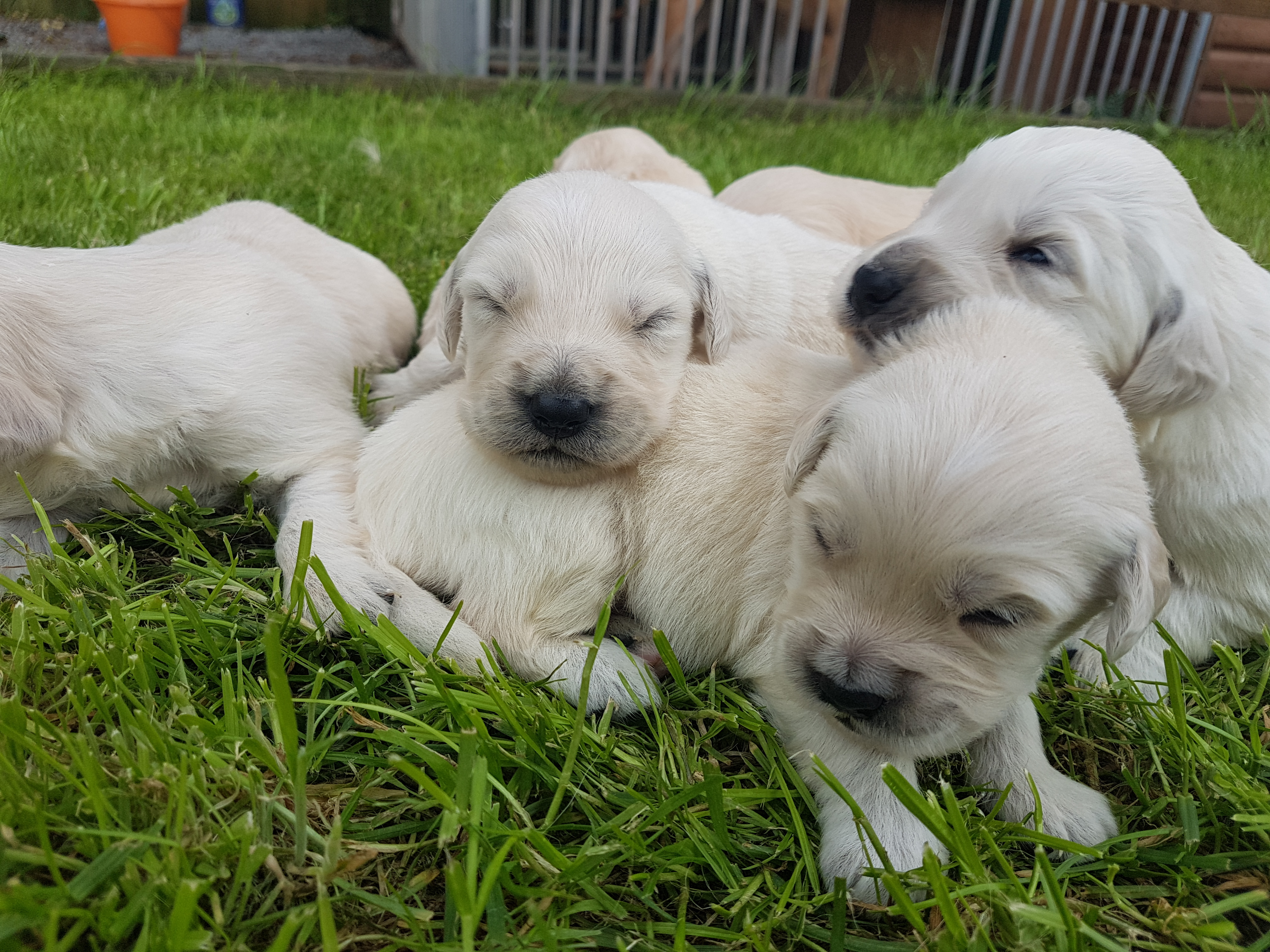 KC Registered Golden Retriever Puppies Golden Retriever for Sale Near