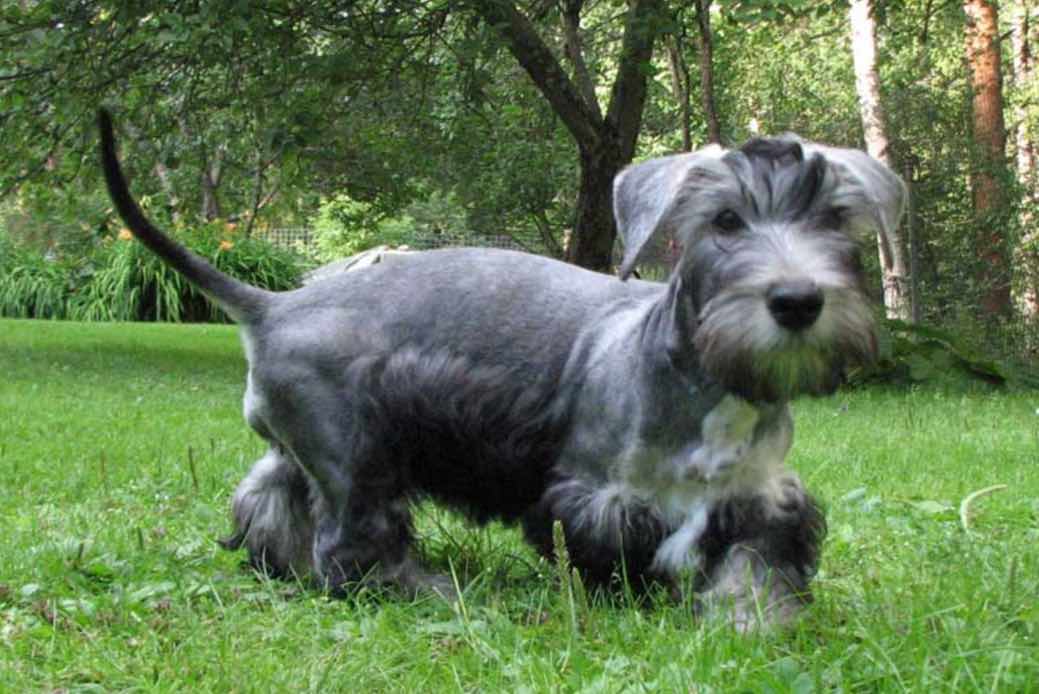 Cesky Terrier Dog Breeds Facts Advice Pictures Mypetzilla Uk