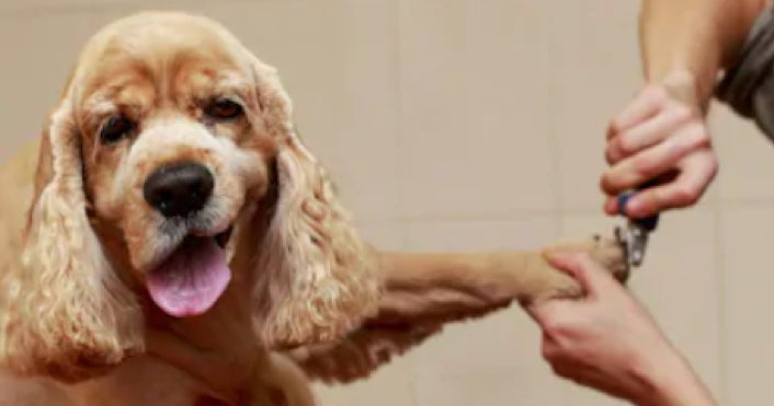 Dogs nails being cut Dogs nails being cut