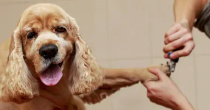 Dogs nails being cut