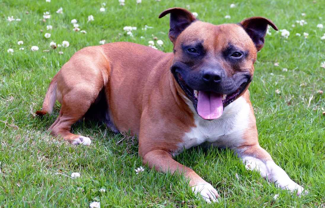 Staffordshire Bull Terrier Dog Breeds Facts, Advice