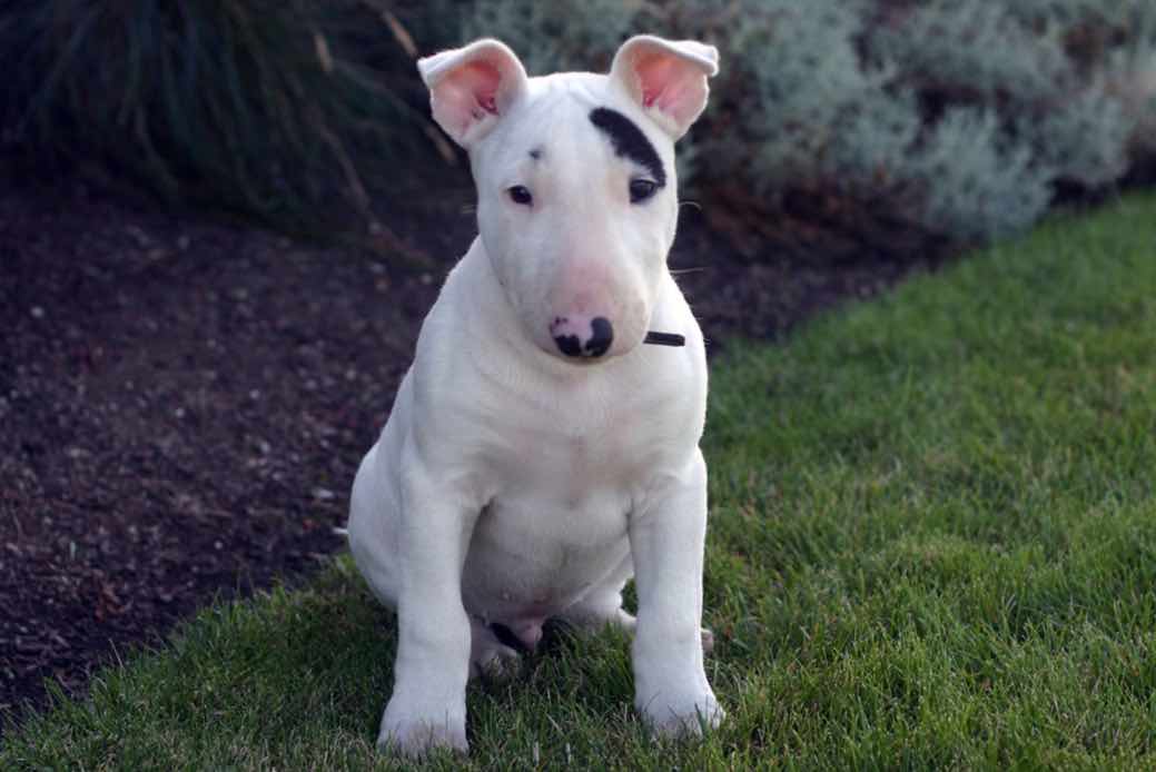English Bull Terrier Dog Breeds Facts, Advice & Pictures