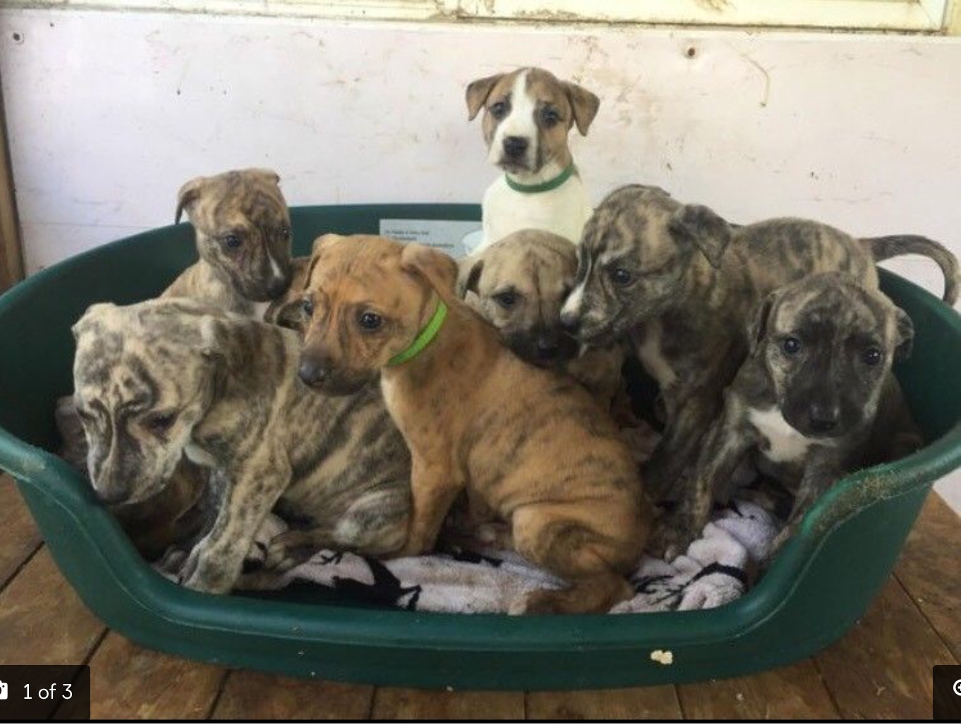 lurcher puppies for sale