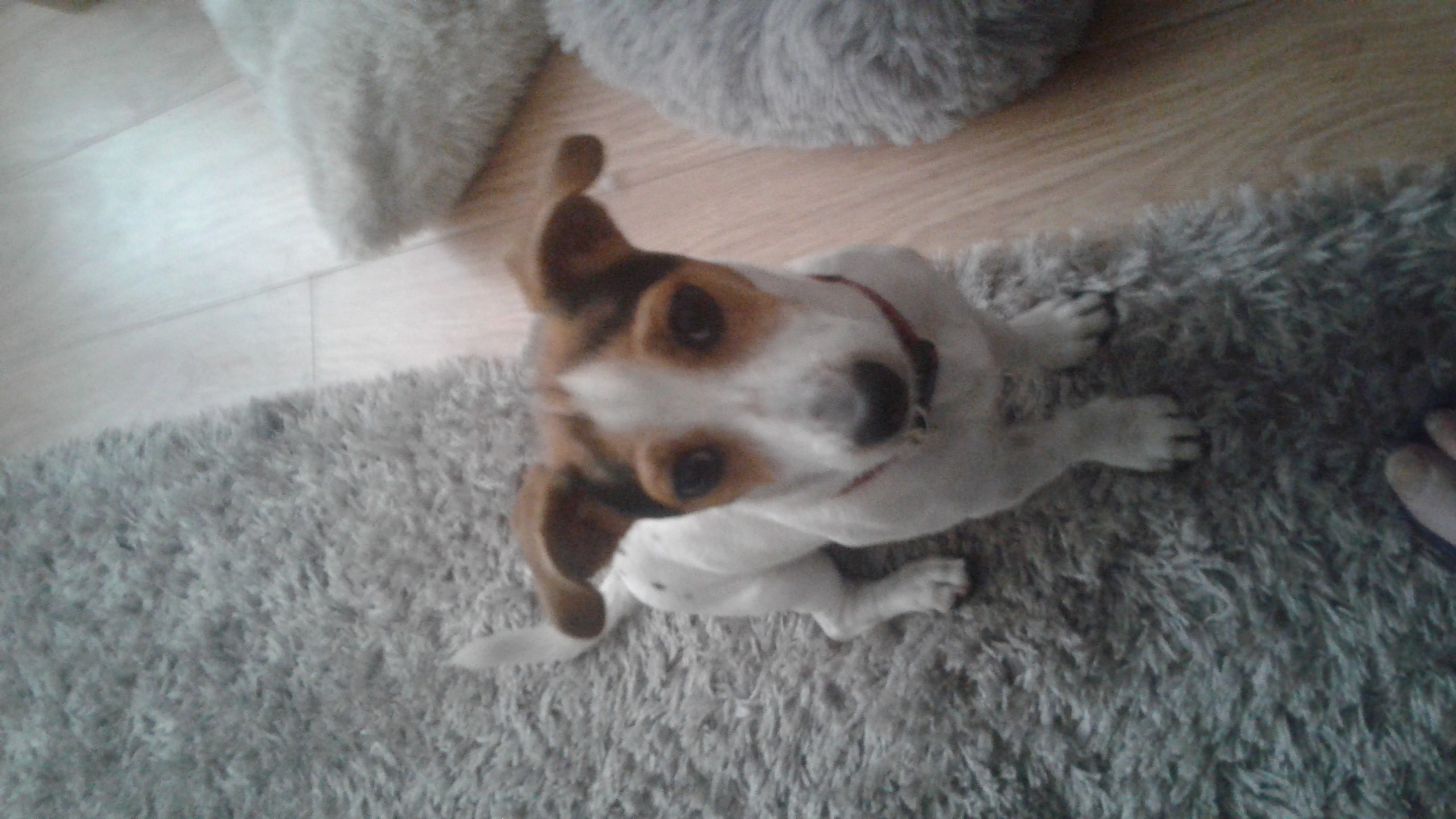 14 week old jack Russell Jack Russell for Sale Grimsby