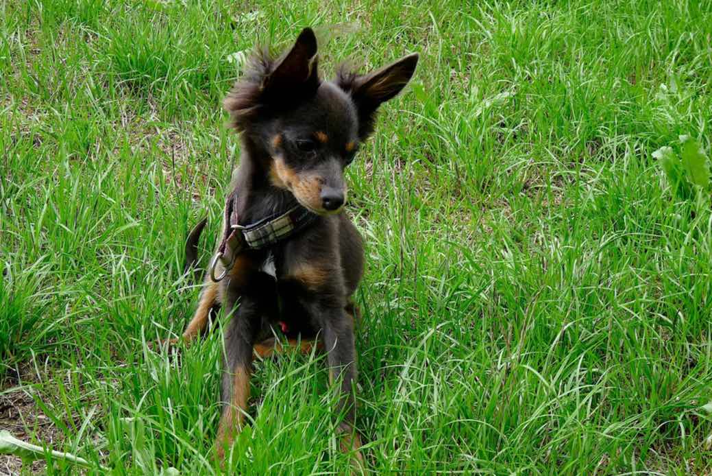 Russian Toy Terrier Dog Breeds Facts Advice Pictures Mypetzilla Uk