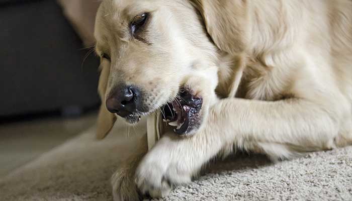 Dog eating treats