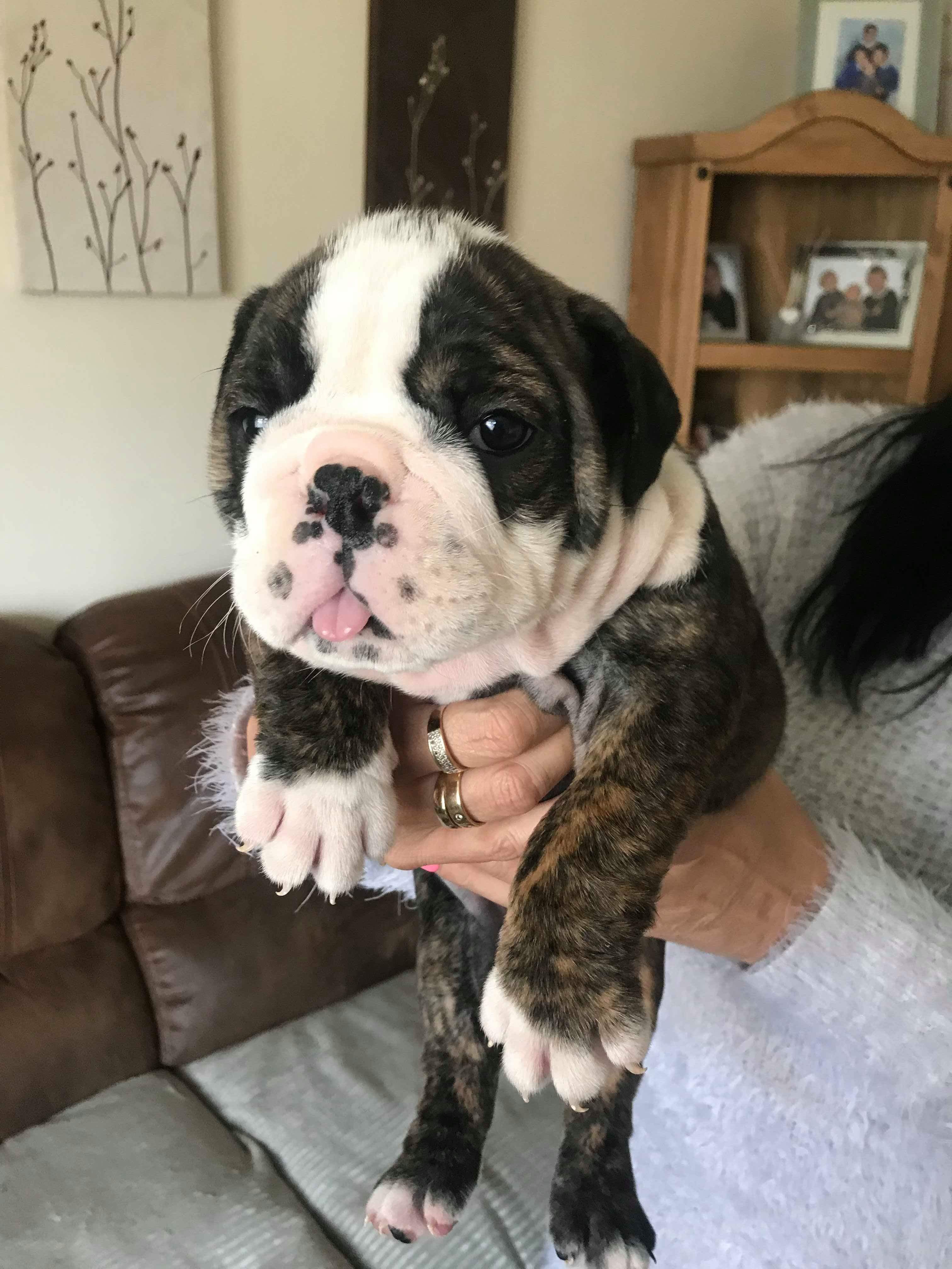 English bulldog girl puppy English Bulldog for Sale Near Me in