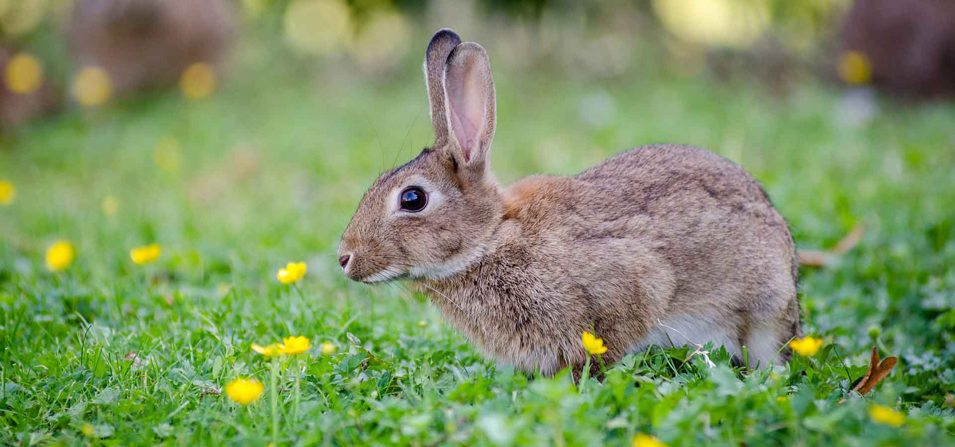 Rabbit Care