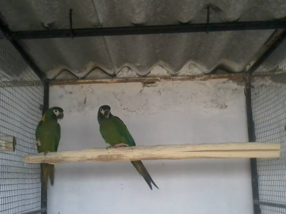 Baby Amazon Parrots With Papers available Parrots for Sale Near Me in