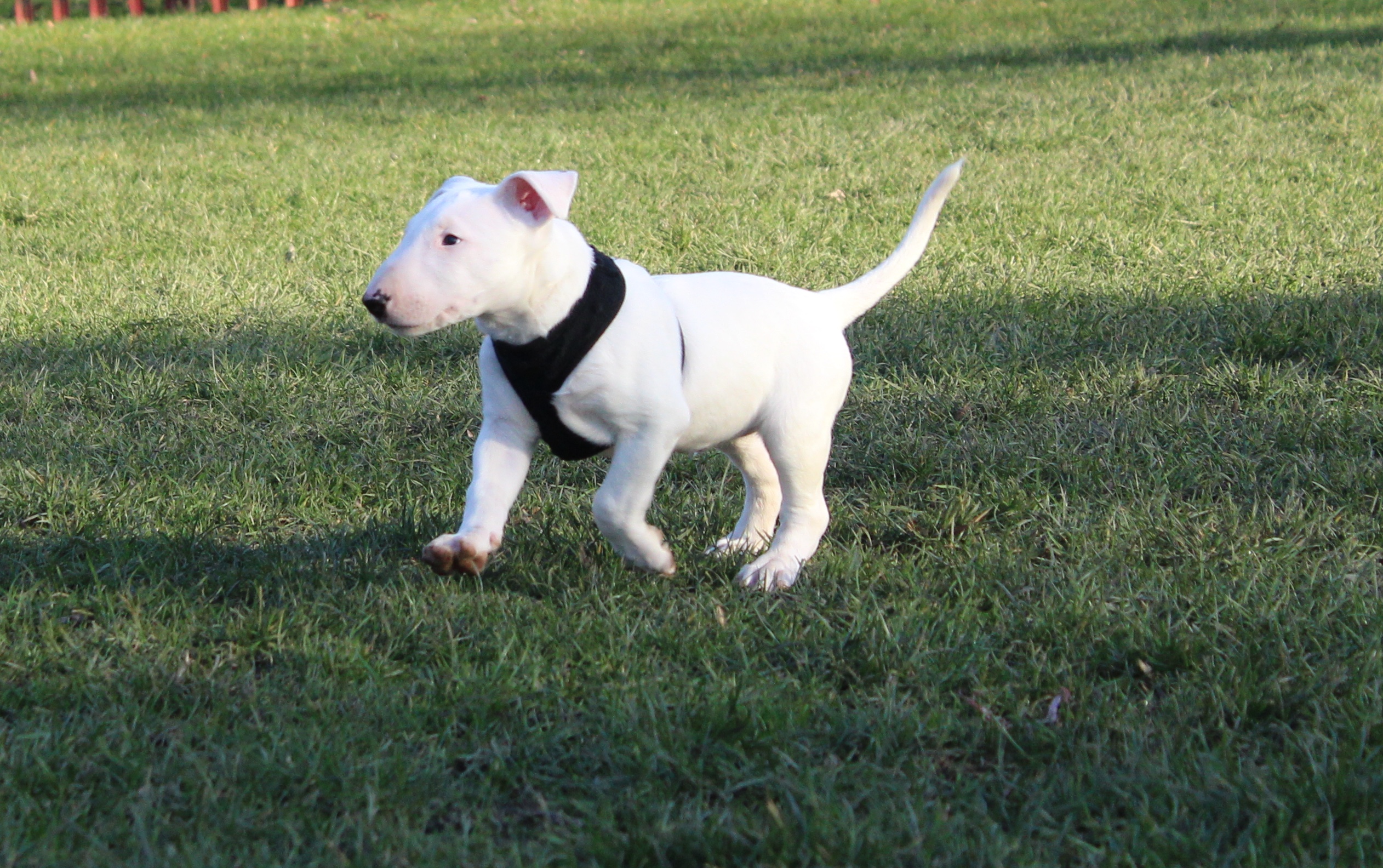 Stunning White English Bull Terrier Puppy For Sale