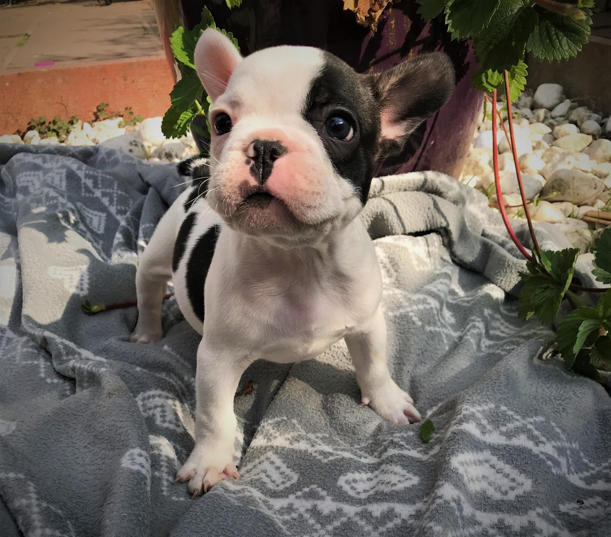 Litter of 6 French Bulldog puppies for sale French