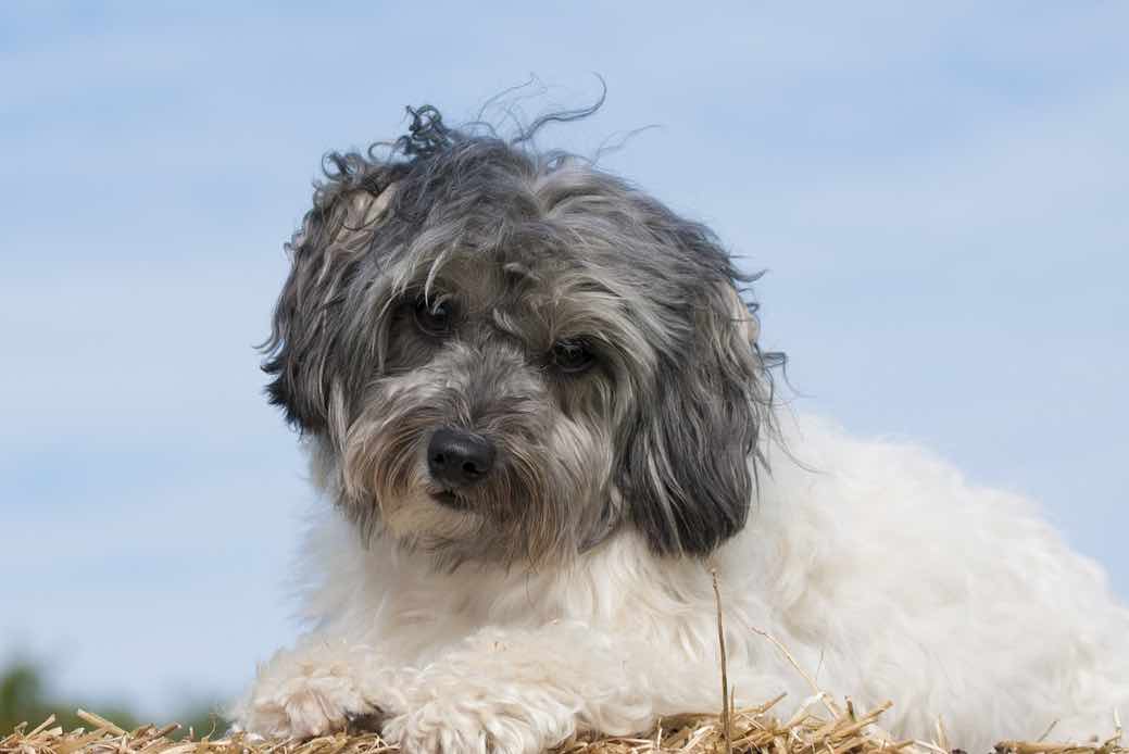 Lowchen | Dog Breed Facts & Advice | Mypetzilla UK