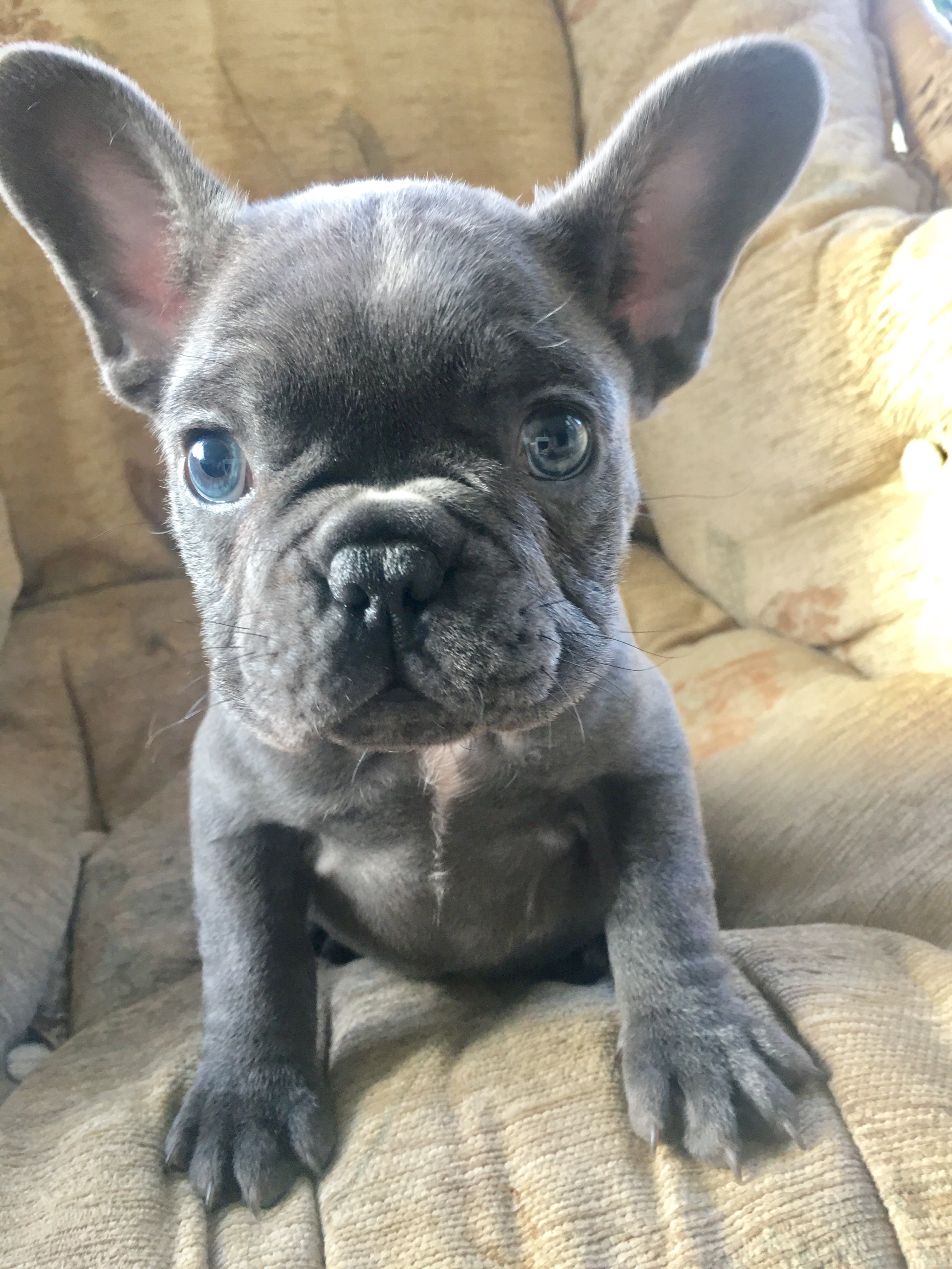28 HQ Images Chocolate French Bulldog Cost / French